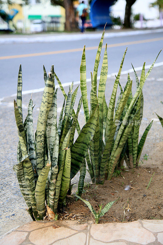 "桑塞维里亚三法西亚塔植物